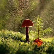 ligh, forest, flash, Rain, Mushrooms, sun, luminosity