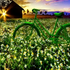 Meadow, rays, sun, Flowers