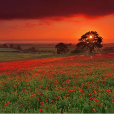 Meadow, west, sun, papavers