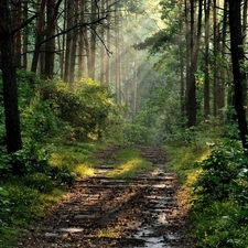 sun, forest, rays