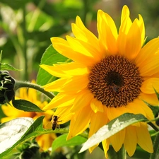 sun, Sunflower, rays