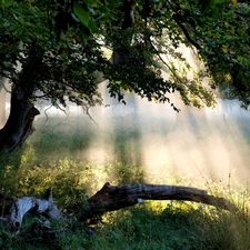 sun, trees, rays