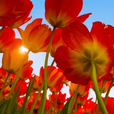 sun, Tulips, rays