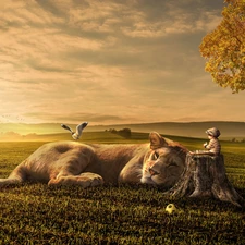 Sky, boy, grass, autumn, cat, Lion, clouds, Field, Lioness, friendship, Kid, Ball, seagull, The Hills, stump, sun, trees, Meadow