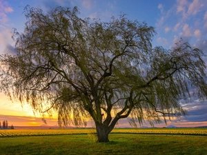 east, Meadow, horizon, field, trees, sun, Spring