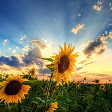 Sunflower, rays, sun, Field