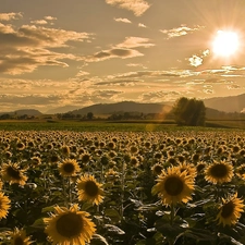 sun, Field, sunflowers