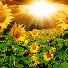 Nice sunflowers, rays, sun, Mountains