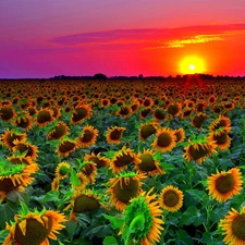 Nice sunflowers, west, sun