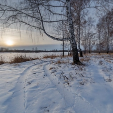 viewes, winter, River, sun, birch, trees