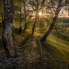 Hill, sun, viewes, birch, trees