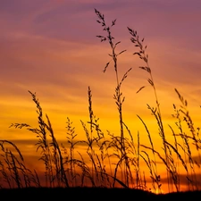 sun, grass, west