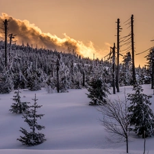 woods, west, sun, clouds