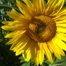 Sunflower