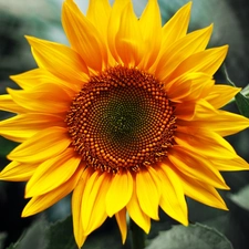 Sunflower