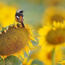 Bird, Sunflower