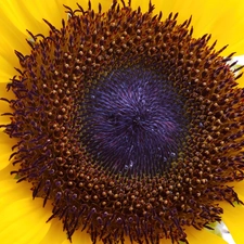 Centre, sunflower