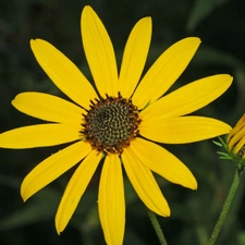 Sunflower decorative