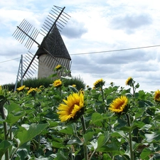 Sunflower, Windmill, Flowers
