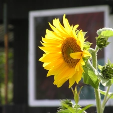 speed, sunflower