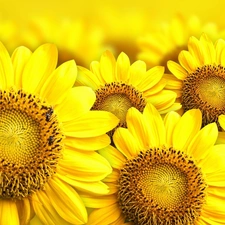 bouquet, sunflowers
