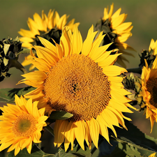 bouquet, Flowers, Nice sunflowers