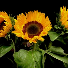 bouquet, sunflowers