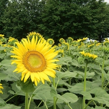 Field, sunflowers