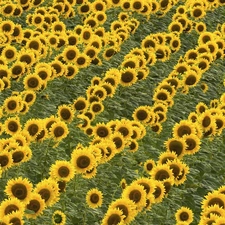 Field, sunflowers