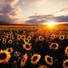 Great Sunsets, Nice sunflowers, clouds, Field