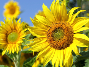 flakes, flourishing, Nice sunflowers