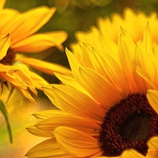 beatyfull, Nice sunflowers