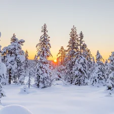 viewes, snow, winter, trees, forest, Spruces, Great Sunsets