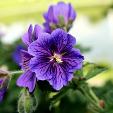 Geranium Magnificum, purple, Flowers