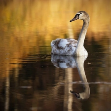 young, water, reflection, Swans