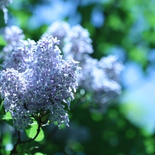 Syringa, without, twig