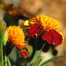 Tagetes