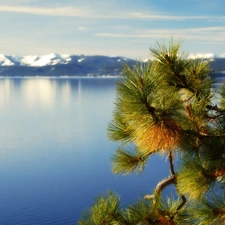 Tahoe, California, Mountains, twig, lake