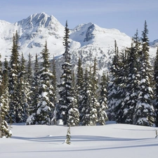 Mountains, snow, taiga, forest