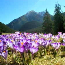 crocuses, Tatras