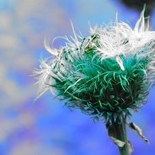 fading, teasel