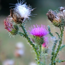 flourishing, teasel