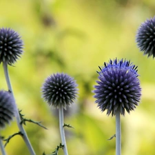 Violet, Echinops Ritro