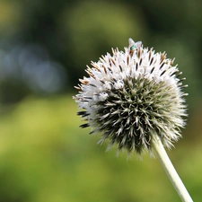 White, teasel