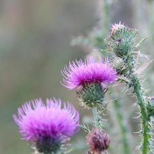 teasel