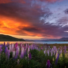 Tekapo Lake, New Zeland, Great Sunsets, Mountains, Meadow, lupine