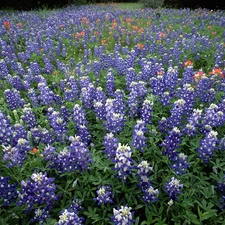 Field, Hill Country, Teksas, Lupin