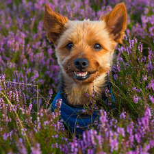 heathers, dog, Yorkshire Terrier