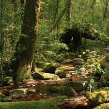 forest, Thailand