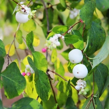 Symphoricarpos Duhamel, White, The beads, Bush